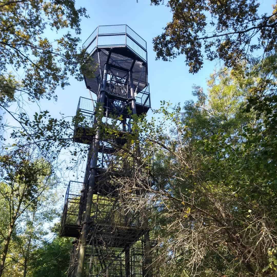 La torre di osservazione del Bosco