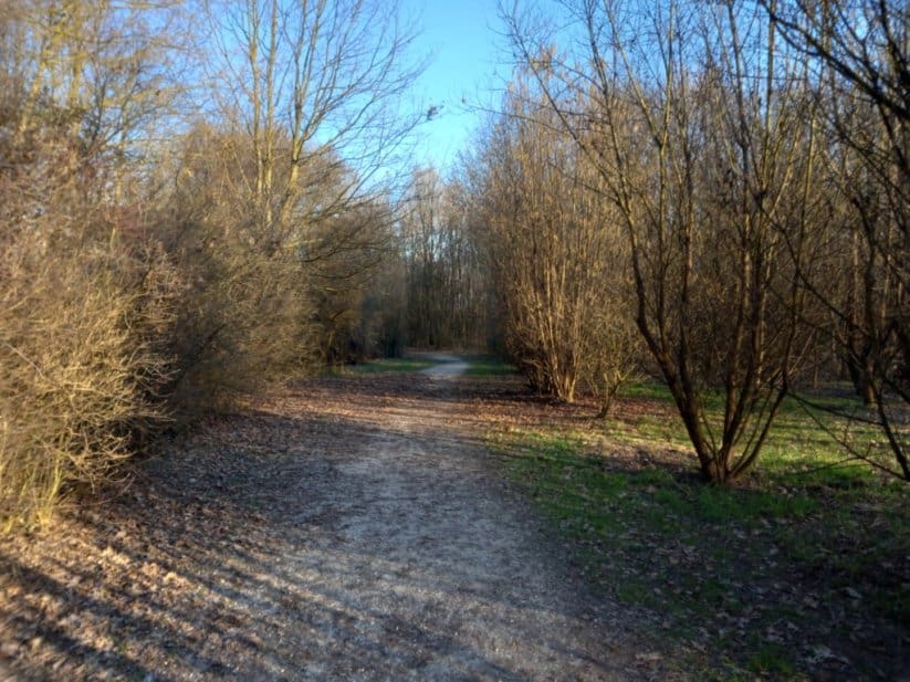 Un sentiero nel bosco