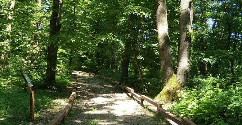 Sentiero nel Parco di Carpenedo