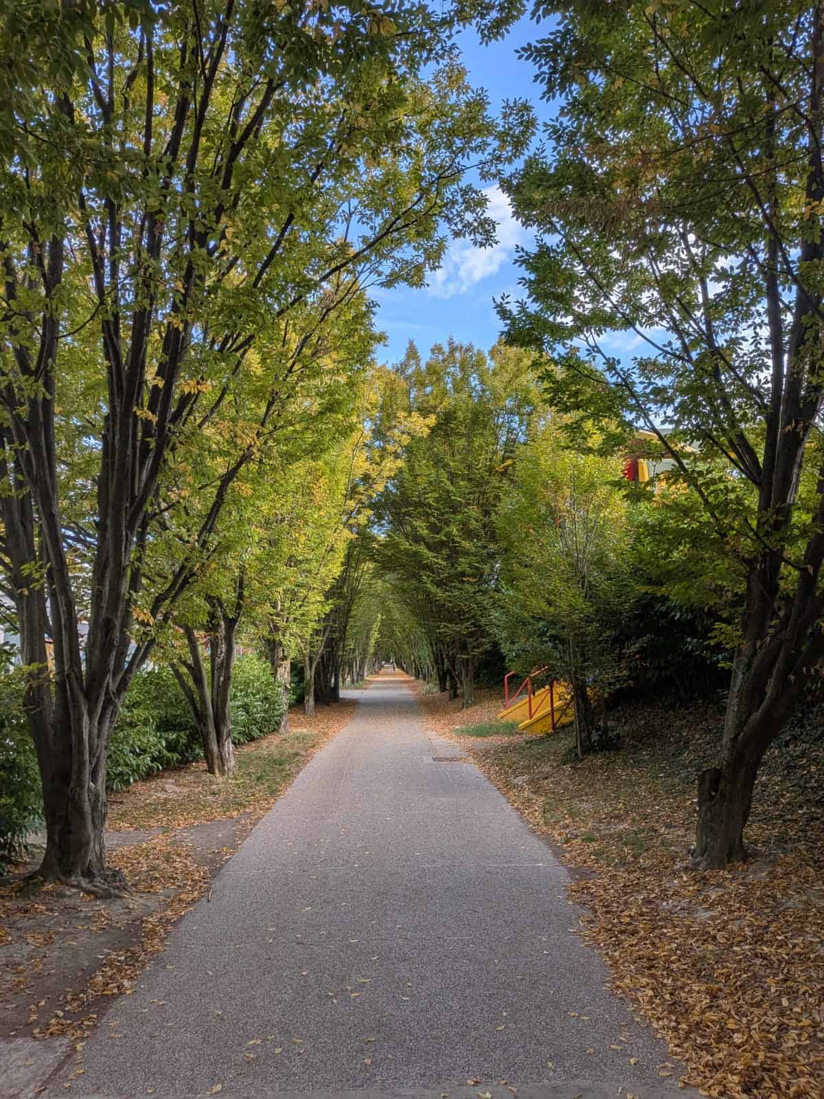 Uno dei viali alberati del Parco Bissuola